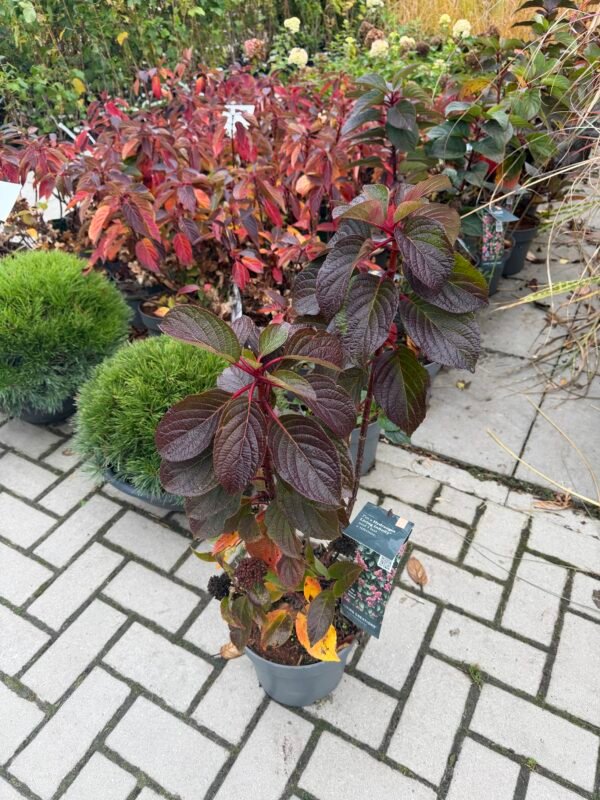 sluoteline hortenzija living infinity hydrangea