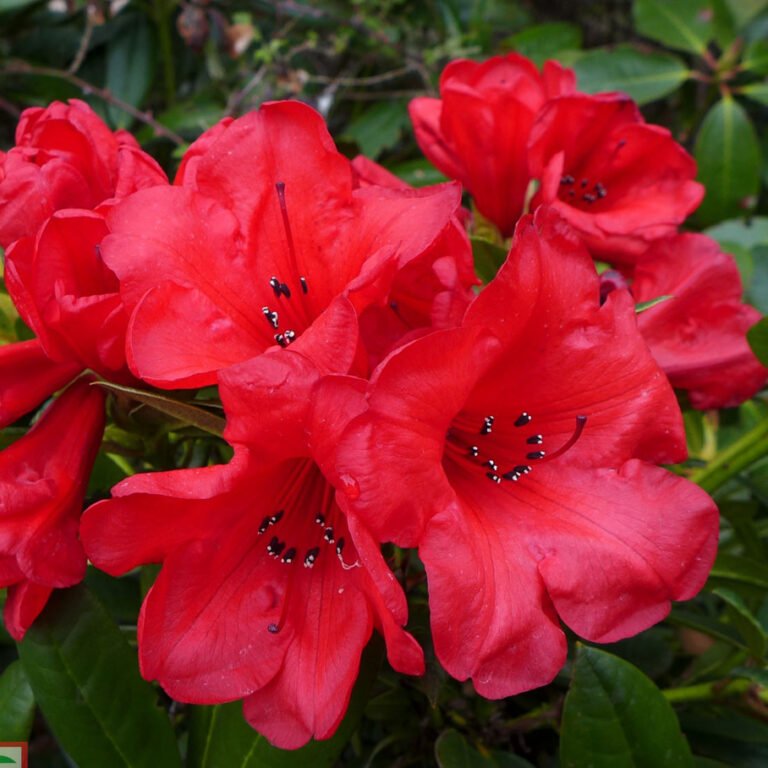 rododendras elisabeth raudonas