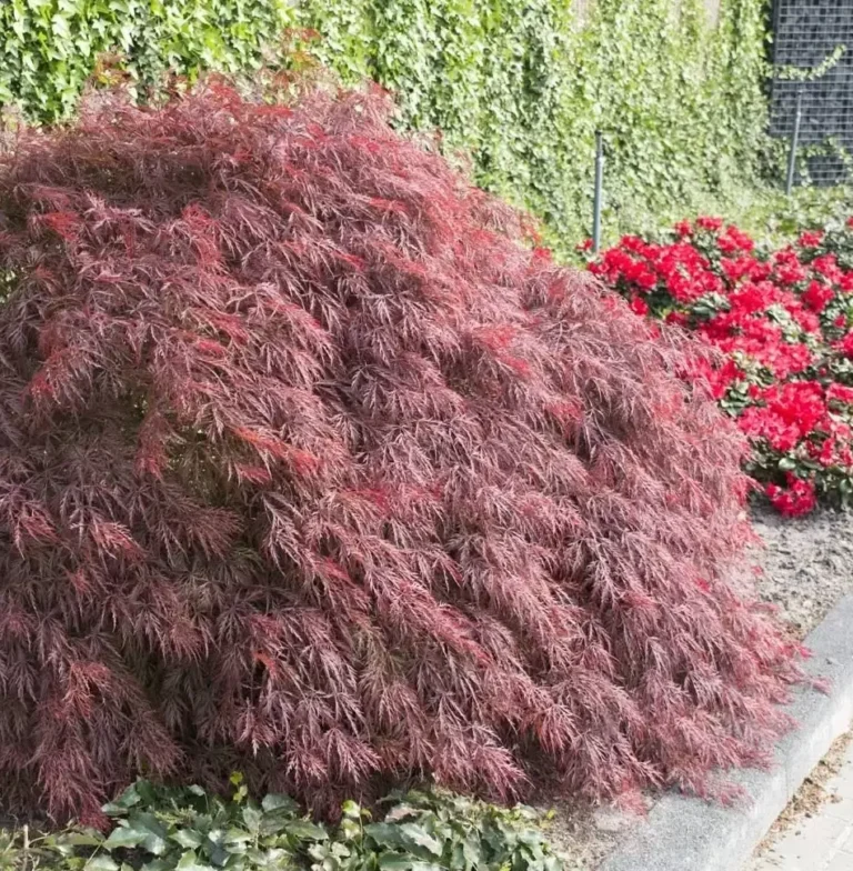 plastakinis klevas acer palmatum firecracker