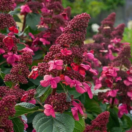 sluoteline hortenzija living infinity hydrangea