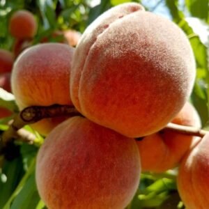 persikas royalvee