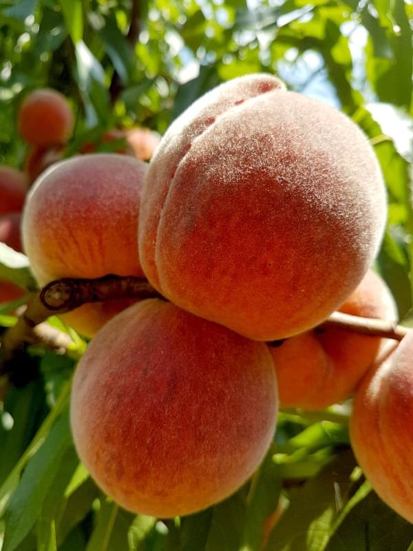 persikas royalvee