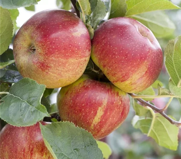 red boskoop obelis ziemine
