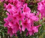 Rhododendron Grazeasy ® 'Dark Pink' - Rhododendron ponticum Grazeasy ® 'Dark Pink' rododendras ryskiai rozinis