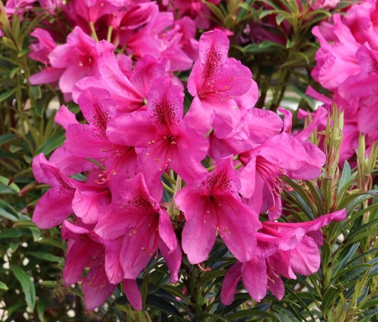 Rhododendron Grazeasy ® 'Dark Pink' - Rhododendron ponticum Grazeasy ® 'Dark Pink' rododendras ryskiai rozinis