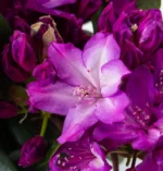 rododendras blue print