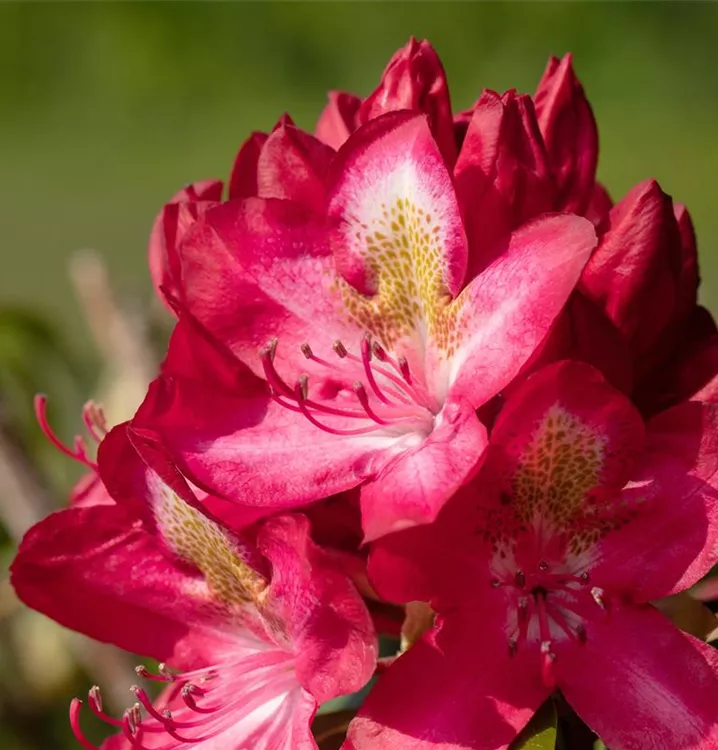 rododendras junifeuer
