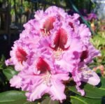rododendras kabarett