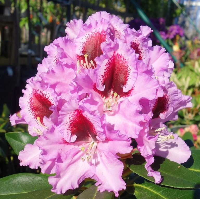rododendras kabarett