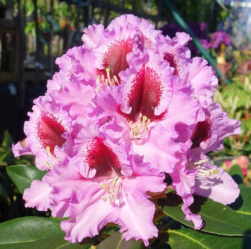 rododendras kabarett rododendras kabarett