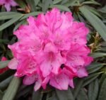 rododendras rosa perle rozinis violetinis