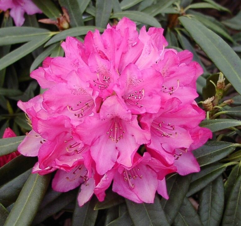 rododendras rosa perle rozinis violetinis