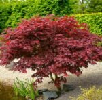 plastakinis klevas acer palmatum skeeters broom