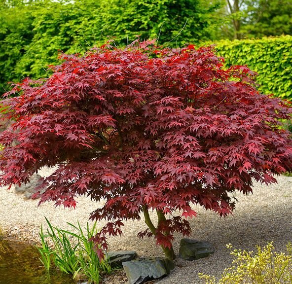 plastakinis klevas acer palmatum skeeters broom