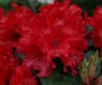 rododendras tromba raudonas tamsiai