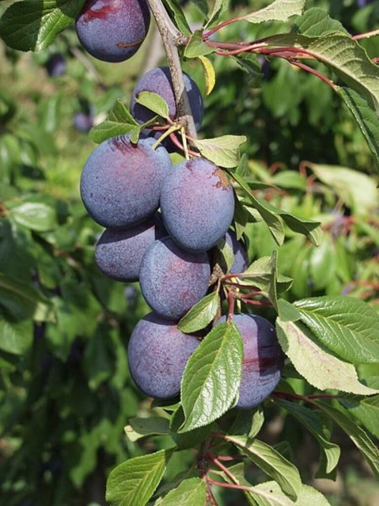 slyva vengrine